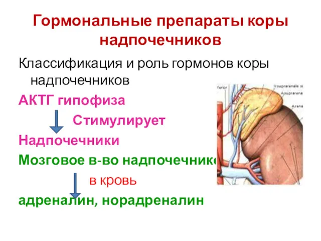 Гормональные препараты коры надпочечников Классификация и роль гормонов коры надпочечников