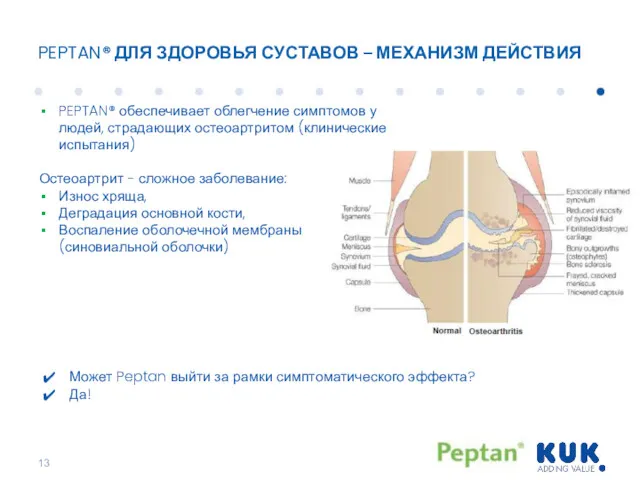 PEPTAN® ДЛЯ ЗДОРОВЬЯ СУСТАВОВ – МЕХАНИЗМ ДЕЙСТВИЯ PEPTAN® обеспечивает облегчение