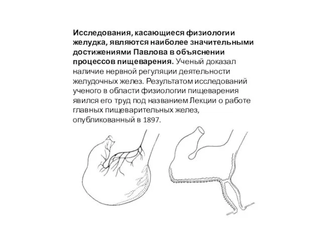 Исследования, касающиеся физиологии желудка, являются наиболее значительными достижениями Павлова в