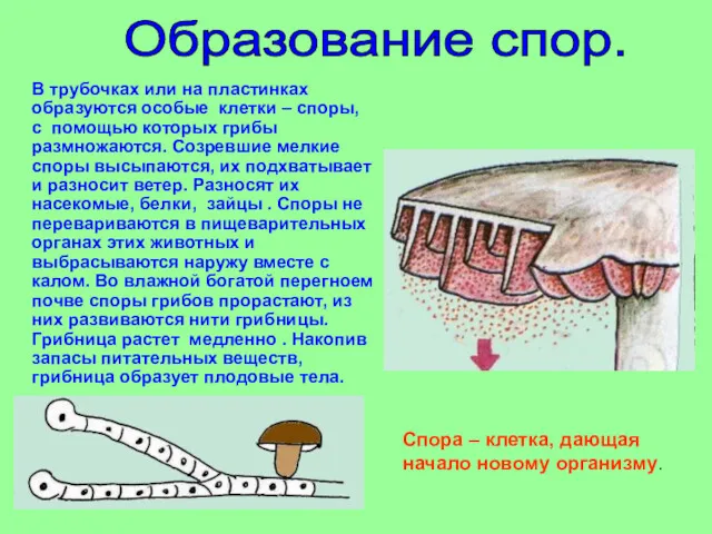 В трубочках или на пластинках образуются особые клетки – споры,