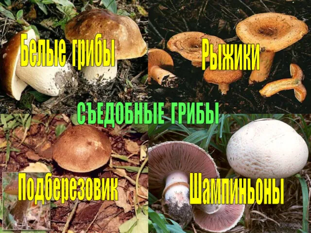 Подберезовик Шампиньоны Рыжики Белые грибы СЪЕДОБНЫЕ ГРИБЫ