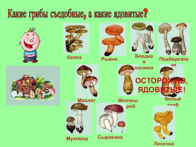 ОСТОРОЖНО, ЯДОВИТЫЕ! Какие грибы съедобные, а какие ядовитые?