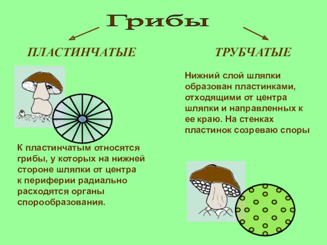 ПЛАСТИНЧАТЫЕ ТРУБЧАТЫЕ К пластинчатым относятся грибы, у которых на нижней