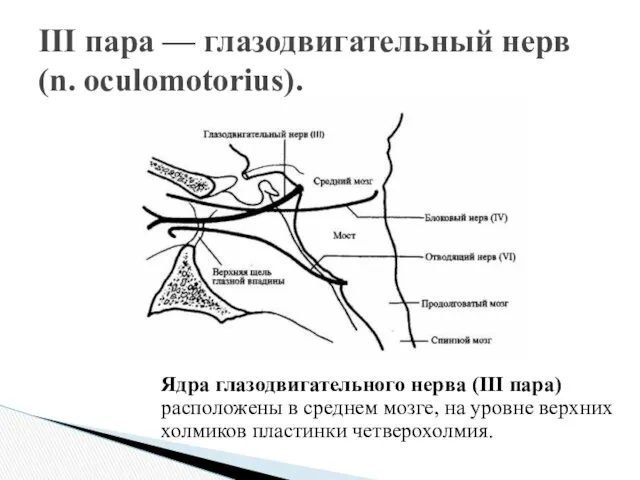 III пара — глазодвигательный нерв (n. oculomotorius). Ядра глазодвигательного нерва