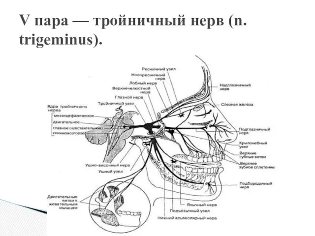 V пара — тройничный нерв (n. trigeminus).