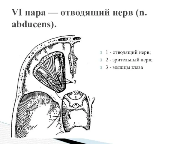 VI пара — отводящий нерв (n. abducens). 1 - отводящий нерв; 2 -