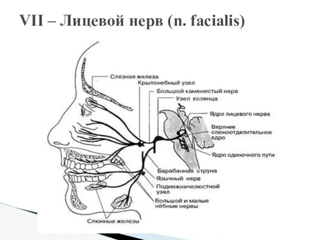 VII – Лицевой нерв (n. facialis)