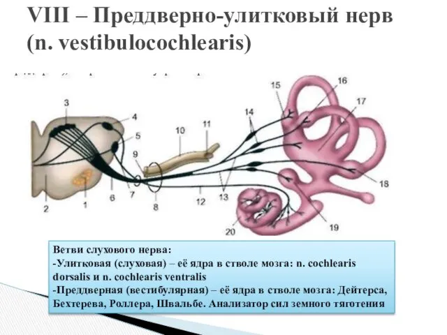 VIII – Преддверно-улитковый нерв (n. vestibulocochlearis) Ветви слухового нерва: -Улитковая (слуховая) – её