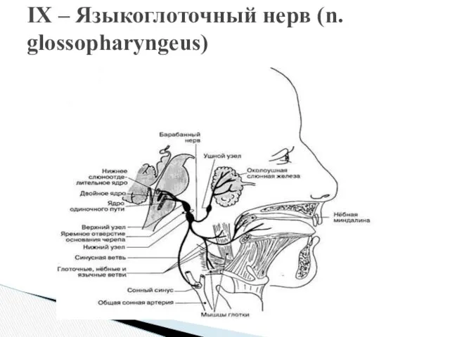 IX – Языкоглоточный нерв (n. glossopharyngeus)
