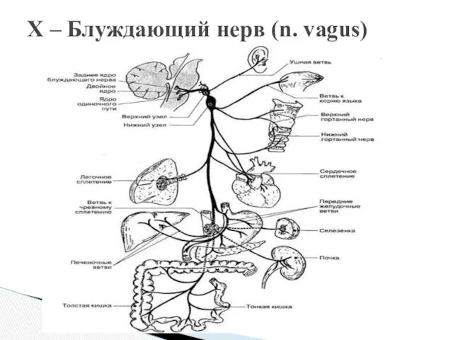 X – Блуждающий нерв (n. vagus)