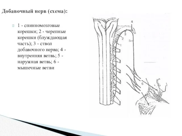 Добавочный нерв (схема): 1 - спинномозговые корешки; 2 - черепные корешки (блуждающая часть);