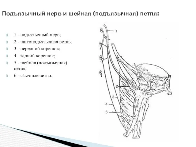 Подъязычный нерв и шейная (подъязычная) петля: 1 - подъязычный нерв; 2 - щитоподъязычная