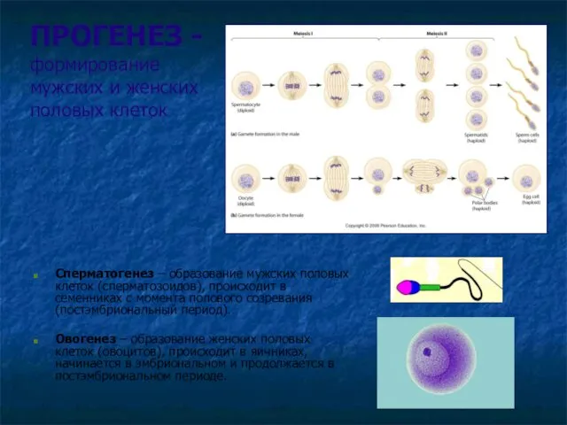 ПРОГЕНЕЗ - формирование мужских и женских половых клеток Сперматогенез –