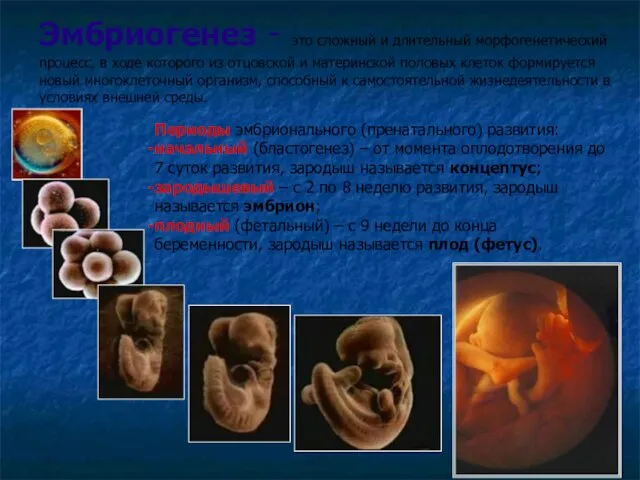 Эмбриогенез - это сложный и длительный морфогенетический процесс, в ходе которого из отцовской