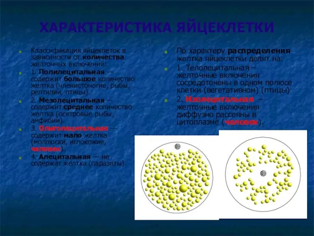 ХАРАКТЕРИСТИКА ЯЙЦЕКЛЕТКИ Классификация яйцеклеток в зависимости от количества желточных включений: 1. Полилецитальная —
