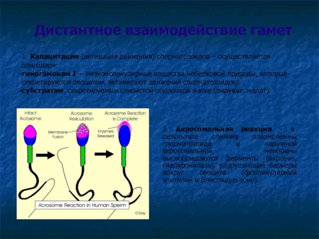 2. Акросомальная реакция – в результате слияния плазмолеммы сперматозоида и наружной акросомальной мембраны