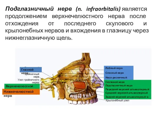 Подглазничный нерв (n. infraorbitalis) является продолжением верхнечелюстного нерва после отхождения от последнего скулового