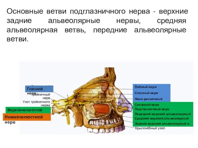 Основные ветви подглазничного нерва - верхние задние альвеолярные нервы, средняя