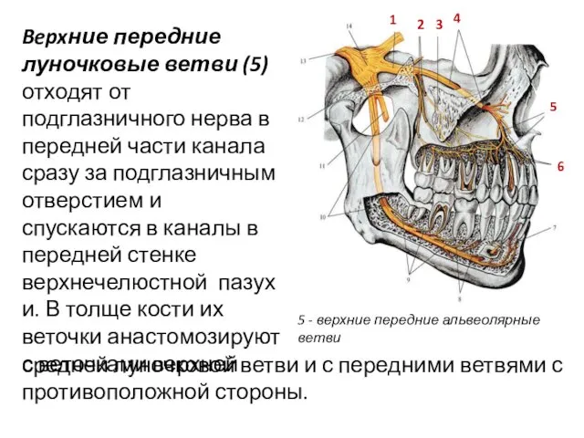 5 - верхние передние альвеолярные ветви 3 4 6 5 2 1 Bepxние