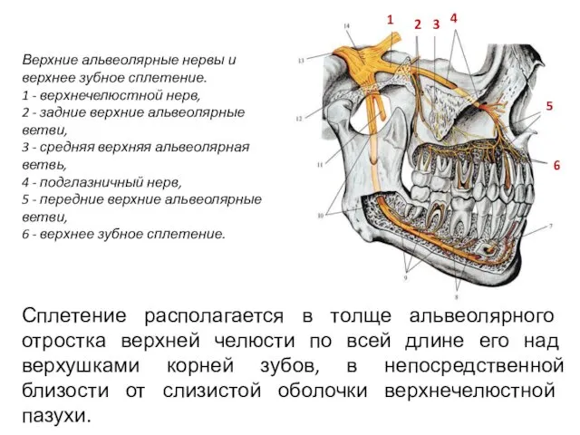 Сплетение располагается в толще альвеолярного отростка верхней челюсти по всей длине его над