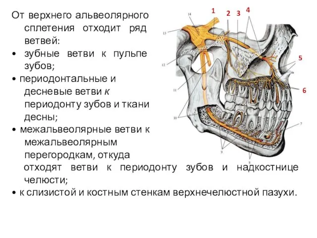 От верхнего альвеолярного сплетения отходит ряд ветвей: • зубные ветви к пульпе зубов;