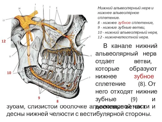 Нижний альвеолярный нерв и нижнее альвеолярное сплетение. 8 - нижнее зубное сплетение, 9