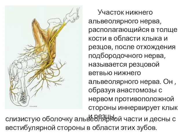 Участок нижнего альвеолярного нерва, располагающийся в толще кости в области клыка и резцов,