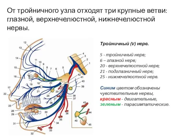 От тройничного узла отходят три крупные ветви: глазной, верхнечелюстной, нижнечелюстной нервы. Тройничный (V)