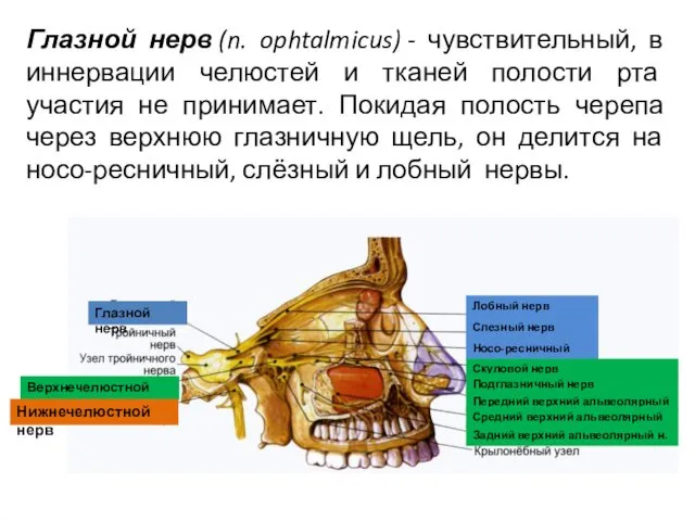 Глазной нерв (n. ophtalmicus) - чувствительный, в иннервации челюстей и