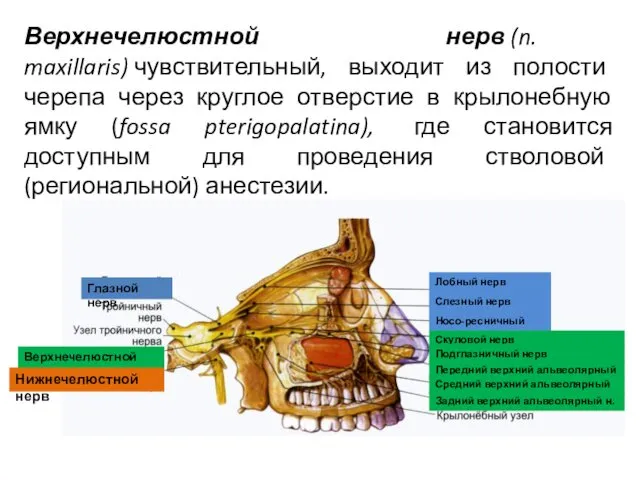 Верхнечелюстной нерв (n. maxillaris) чувствительный, выходит из полости черепа через круглое отверстие в