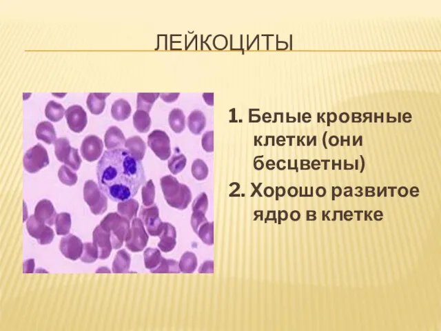 ЛЕЙКОЦИТЫ 1. Белые кровяные клетки (они бесцветны) 2. Хорошо развитое ядро в клетке