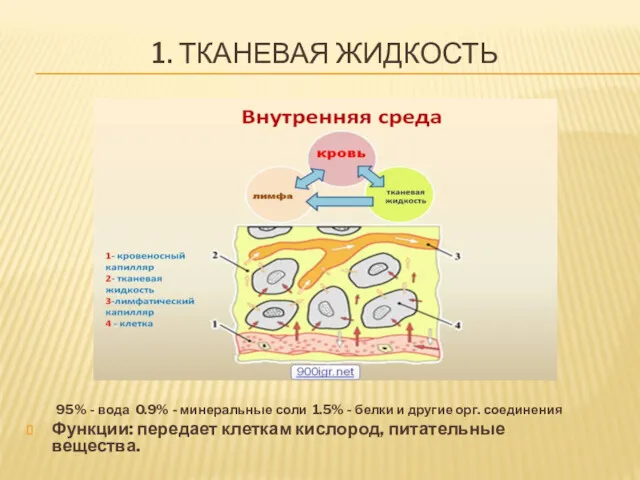 1. ТКАНЕВАЯ ЖИДКОСТЬ 95% - вода 0.9% - минеральные соли