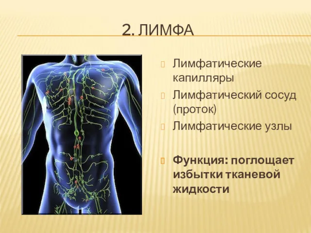 2. ЛИМФА Лимфатические капилляры Лимфатический сосуд (проток) Лимфатические узлы Функция: поглощает избытки тканевой жидкости