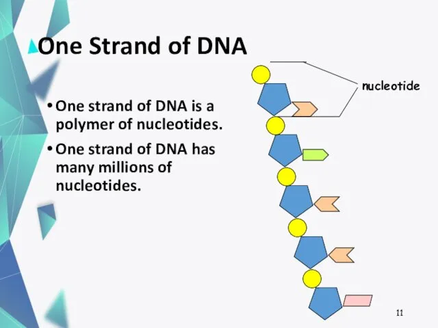 One Strand of DNA One strand of DNA is a polymer of nucleotides.