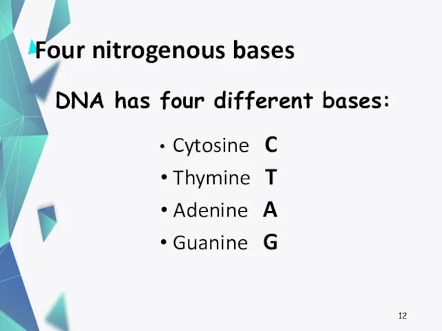 Four nitrogenous bases Cytosine C Thymine T Adenine A Guanine G DNA has four different bases: