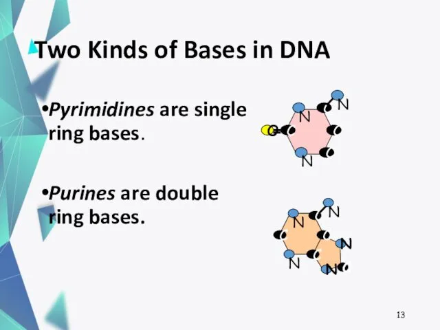 Two Kinds of Bases in DNA Pyrimidines are single ring bases. Purines are