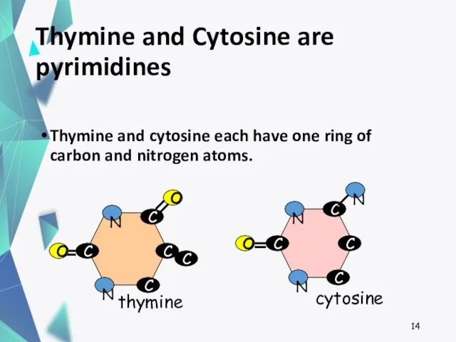 Thymine and Cytosine are pyrimidines Thymine and cytosine each have