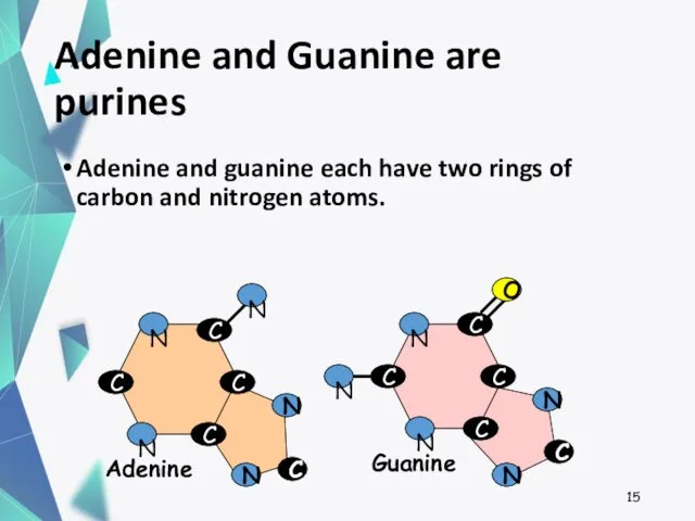 Adenine and Guanine are purines Adenine and guanine each have