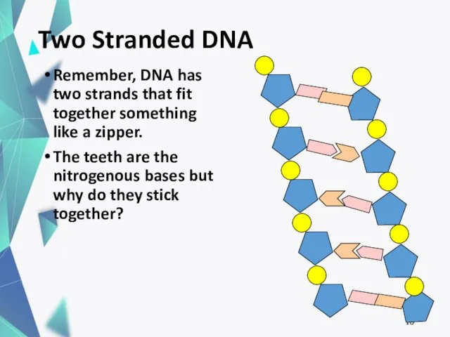 Two Stranded DNA Remember, DNA has two strands that fit