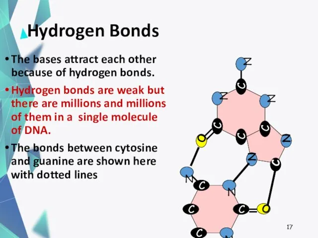 Hydrogen Bonds The bases attract each other because of hydrogen