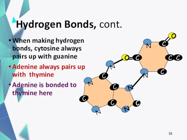Hydrogen Bonds, cont. When making hydrogen bonds, cytosine always pairs up with guanine