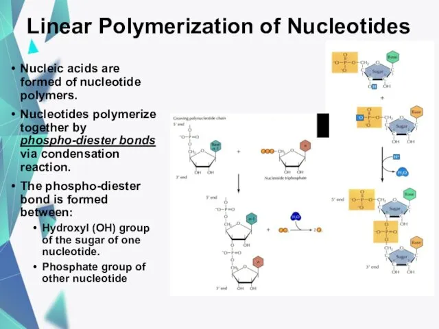 Linear Polymerization of Nucleotides Nucleic acids are formed of nucleotide polymers. Nucleotides polymerize