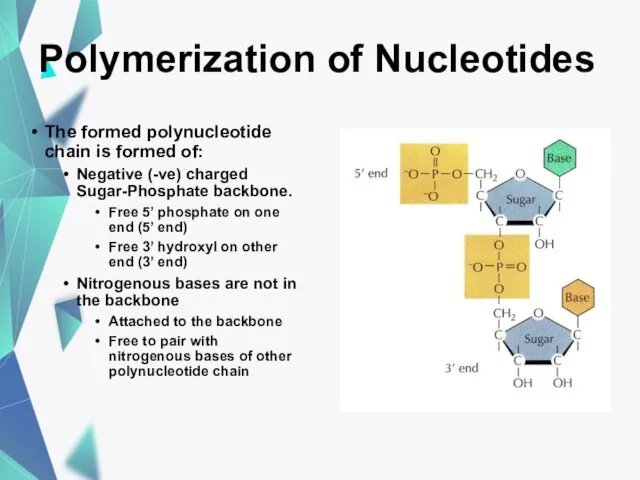 Polymerization of Nucleotides The formed polynucleotide chain is formed of: Negative (-ve) charged