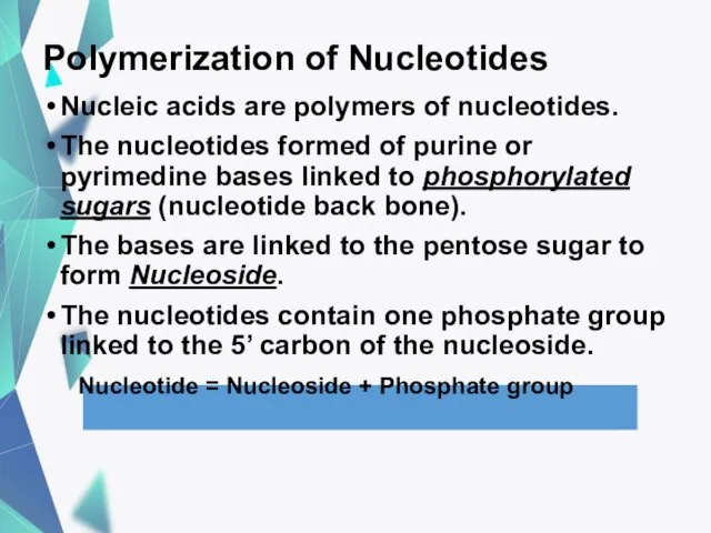 Polymerization of Nucleotides Nucleic acids are polymers of nucleotides. The nucleotides formed of