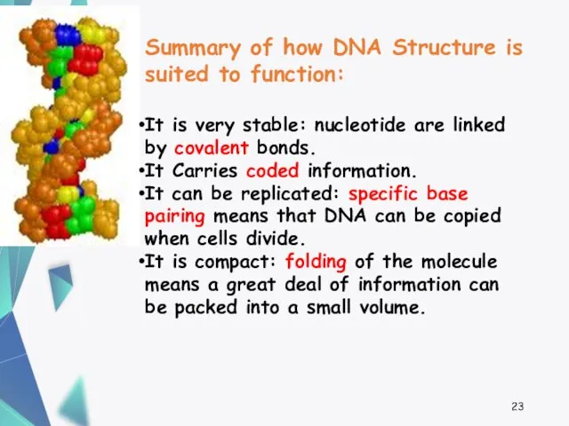 Summary of how DNA Structure is suited to function: It is very stable: