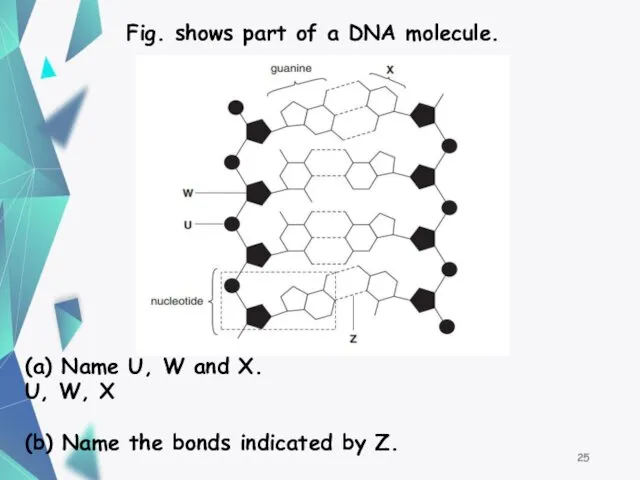 Fig. shows part of a DNA molecule. (a) Name U, W and X.