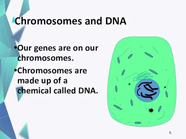 Chromosomes and DNA Our genes are on our chromosomes. Chromosomes are made up