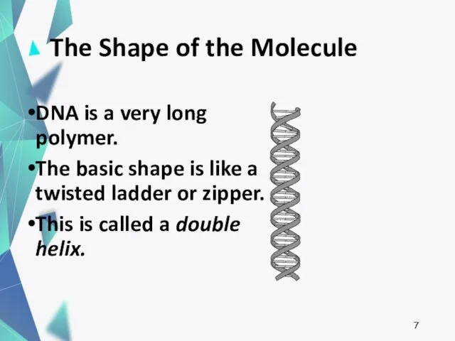 The Shape of the Molecule DNA is a very long polymer. The basic