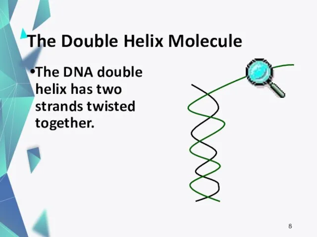 The Double Helix Molecule The DNA double helix has two strands twisted together.