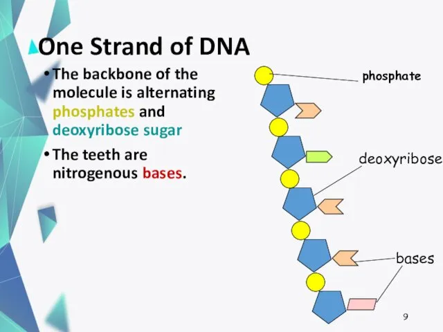 One Strand of DNA The backbone of the molecule is alternating phosphates and
